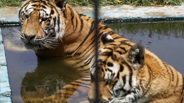 Des tigres de Sibérie se rafraîchissent sous des températures étouffantes au zoo de Bagdad en Irak. Crédit photo: AHMAD AL-RUBAYE / AFP 