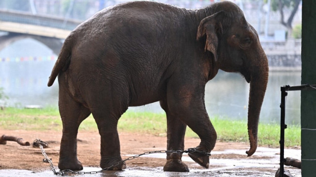 Un éléphant enchaîné est photographié au zoo de Hanoï au Vietnam. Crédit photo: NHAC NGUYEN / AFP