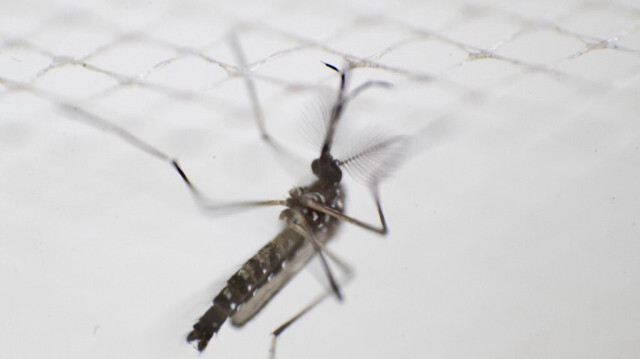 Un moustique aedes aegypti qui est porteur du virus de la dengue. Crédit photo: Erika SANTELICES / AFP
