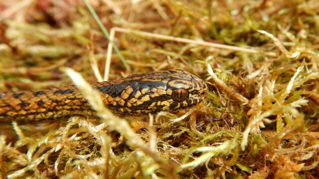 Le Tachymenoides harrisonfordi ou le serpent "Harrison Ford" est un reptile de 40 centimètres de long. Crédit photo: EDGAR LEHR / EDGAR LEHR PRESS / AFP