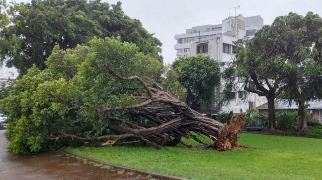 Un arbre couché après avoir été déraciné par les vents violents du typhon Khanun à Okinawa au Japon. Crédit photo: STR / JIJI PRESS / AFP