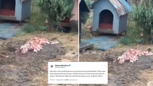  Maltepe Belediyesi farelerin siteyi istila etmesine 'sakınca yok' dedi.