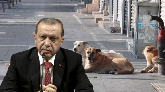 Cumhurbaşkanı Erdoğan, başıboş sokak köpekleriyle ilgili Avrupa modelinin kullanılacağını söyledi. 