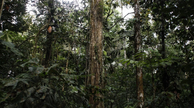 Vue du parc national Yasuni, Équateur. Crédit photo: Galo Paguay / AFP