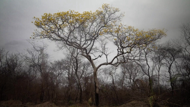 Des arbres sans feuilles fleurissent dans les cendres des incendies en Bolivie. Crédit photo: Martín SILVA / AFPTV / AFP
