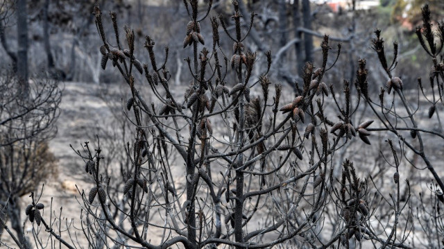 Crédit photo: FETHI BELAID / AFP