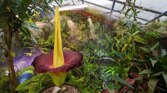 Un Amorphophallus Titanium. Crédit photo: JEAN-CHRISTOPHE VERHAEGEN / AFP
