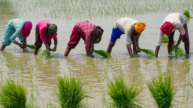 Des personnes plantent des jeunes plants de riz dans une rizière gorgée d'eau en Inde. Crédit photo: NARINDER NANU / AFP