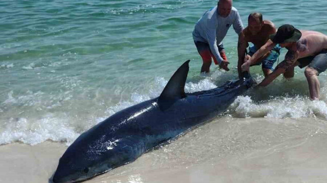 Tatilciler köpek balığının yeniden suyla buluşmasının ardından sevinç çığlıkları attı.