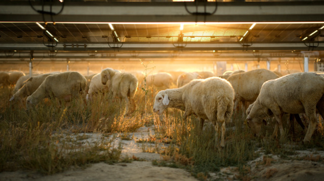 Otları mekanik veya manuel olarak biçmek yerine koyunlarla biçmenin hem ekolojik hem maliyet olarak daha avantajlı olduğuna değinildi.