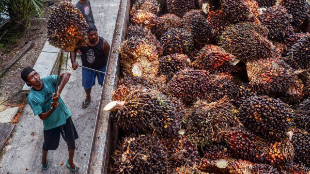 Des ouvriers transfèrent des fruits de palmiers récoltés avant d'être transformés en huile de palme brute en Indonésie. Crédit photo: WAHYUDI / AFP / ARCHIVE