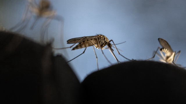 Le réchauffement des températures et la présence d'eaux stagnantes créent davantage d'habitats pour les moustiques et augmentent leur taux de piqûre. Crédit photo: OLIVIER MORIN / AFP