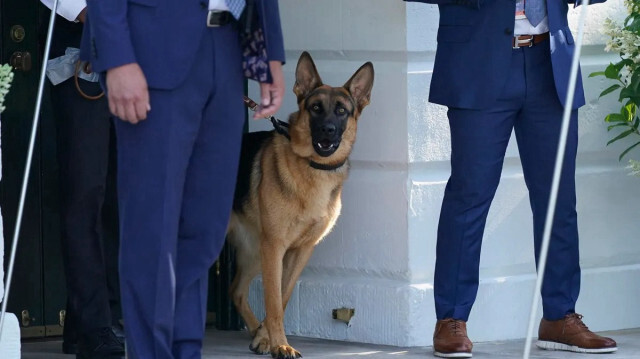 Biden'ın köpeği Commander