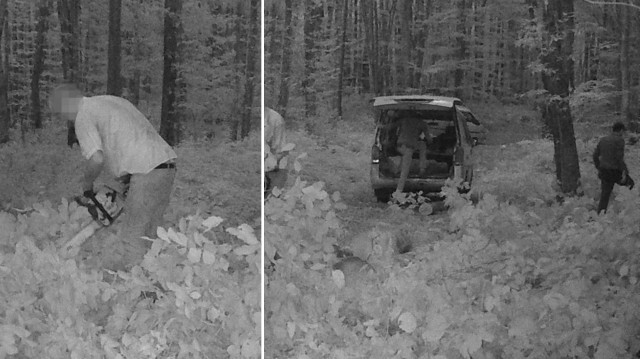 Bolu Orman Bölge Müdürlüğü, fotokapan görüntülerini paylaştı. 