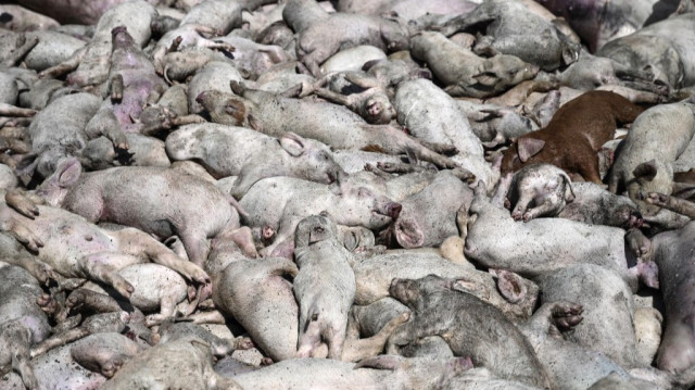 "Nous sommes détruits. Plus de 1.500 cochons se sont noyés. 70% de notre ferme a subi des dégâts", se désole Thomas Kasos, un éleveur de 58 ans.  Crédit photo: Sakis MITROLIDIS / AFP