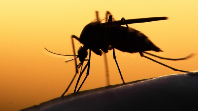 Le paludisme est transmis à l'être humain essentiellement par les piqûres de certains types de moustiques femelles infectés et sévit principalement sous les Tropiques. 