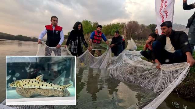 Kırmızı listedeki 'leopar sazanı' Dicle'de tespit edildi.
