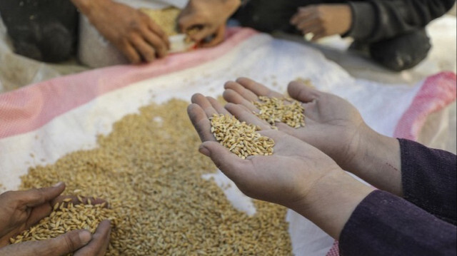 Des Palestiniens trient les céréales utilisées pour les animaux pour ensuite faire de la farine et du pain dans la ville de Gaza, le 22 janvier 2024.