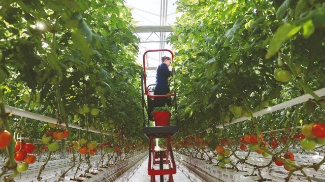 50 dönümlük alanda kurulan Hollanda usulü modern topraksız cam serada salkım domates yetiştiriliyor.