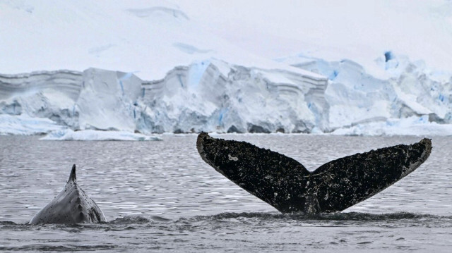 Vue de la queue d'une baleine à bosse dans le détroit de Gerlache, qui sépare l'archipel Palmer de la péninsule Antarctique, en Antarctique le 19 janvier 2024. 