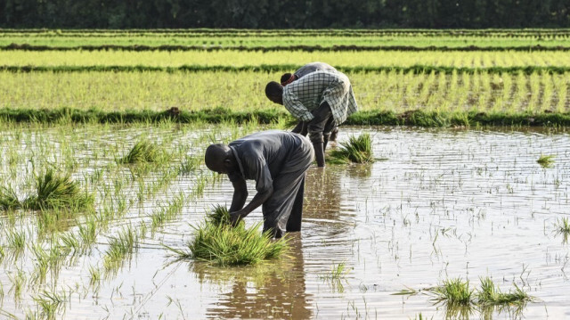 Des ouvriers agricoles plantent du riz dans une rizière près de Niamey au Niger.