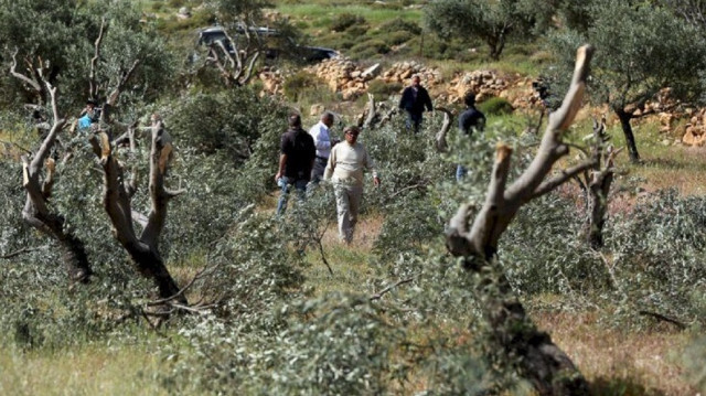 الضفة.. مستوطنون يصيبون طفلا فلسطينيا ويحرقون أشجار زيتون