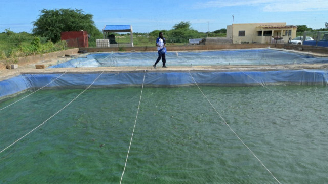 Un employé de la pisciculture de Mbawane nourrit des poissons dans un étang à ciel ouvert à Kayar, au Sénéfal, le 25 septembre 2024.