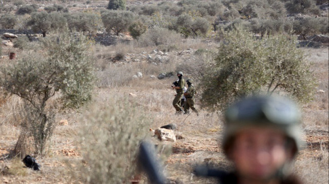 Des colons israéliens ont arraché des centaines d'oliviers centenaires à Qaryut, en Palestine occupée.