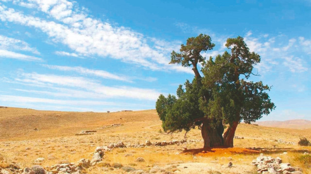 Yedi asırlık bu ardıç ağacını kıskandığımı söylüyorlar. Benim kıskandığım onun heybetli yalnızlığı...