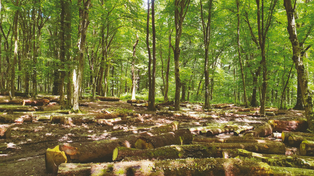 Belgrad Ormanları