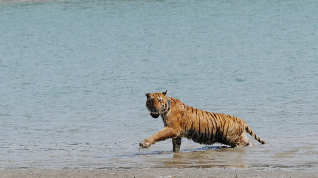 Une tigresse indienne dans la forêt de Storekhali, dans les Sundarbans, à environ 130 km au sud de Calcutta.