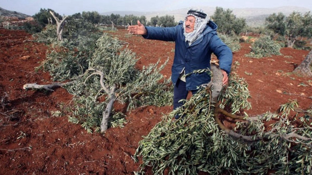 استهداف زيتون فلسطين.. مستوطنون إسرائيليون يهاجمون مزارعين بالضفة 
