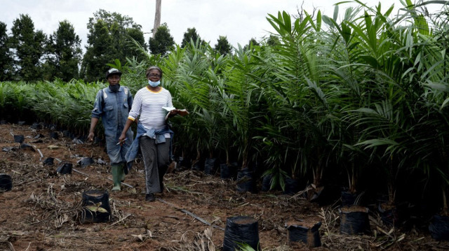 Des travailleurs passent devant des palmiers en pépinière dans les plantations d'huile d'Okomu, dans la communauté d'Okomu dans l'État d'Edo, au centre-ouest du Nigeria. 