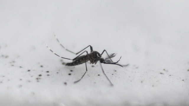 Vue d'un moustique transgénique Aedes aegypti OX513A, créé par Oxitec, à Piracicaba, Sao Paulo, Brésil, le 26 octobre 2016. 