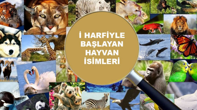 İ harfiyle başlayan hayvan isimleri