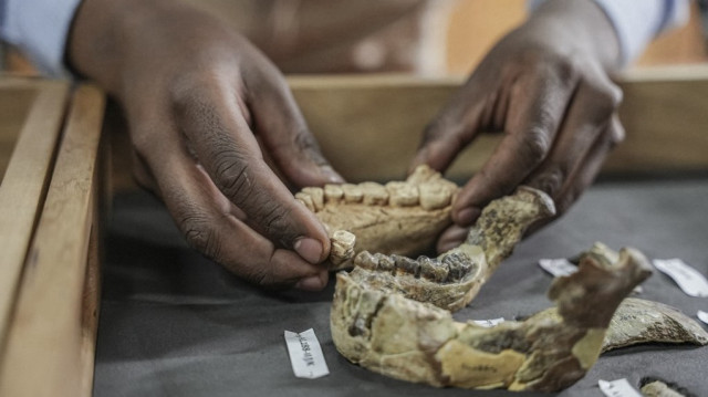 Sahleselasie Melaku, 31 ans, chef de département et chercheur associé des collections de paléontologie et de paléoanthropologie, examine des fragments d'os du squelette fossile de "Lucy" au Musée national d'Éthiopie à Addis-Abeba, le 19 novembre 2024. 