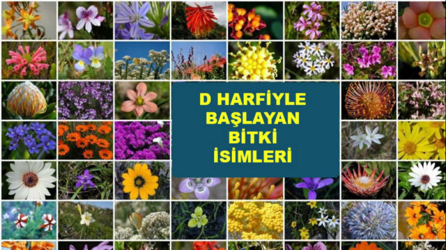 D ile başlayan bitki isimleri