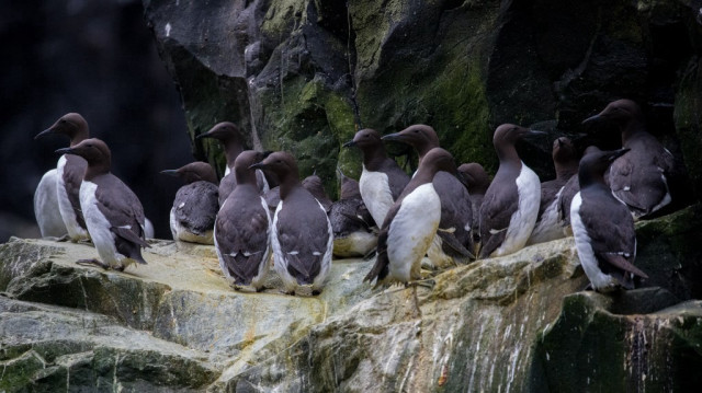 Des guillemots de Troïl regroupés sur une corniche rocheuse du refuge faunique national maritime de l'Alaska, le 30 juillet 2019.