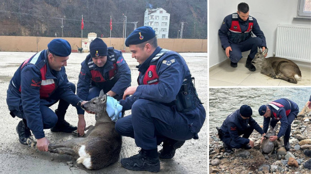 Giresun'da derede mahsur kalan yaralı karaca, jandarma ekipleri tarafından kurtarıldı.