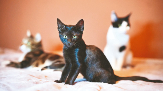 Fotoğrafını çekmişler pisi pisilerin. Ortadaki ‘kara kedi.’ Hani şu aramızdan geçtiği söylenen. Ben ona Kavruk adını taktım. Gözlere dikkat isterim!