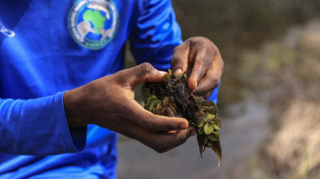 Thierry Aviti, responsable des habitats d'eau douce et chercheur à l'Université de Douala, recherche des charançons dans une touffe de salvinia sur le lac Ossa, à Dizangue, le 10 décembre 2024. 