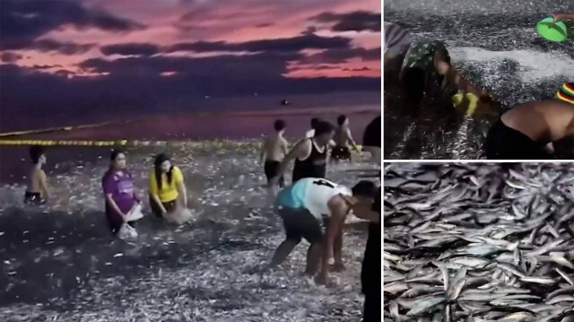 Filipinler’de binlerce balık tekrar kıyıya vurdu. 