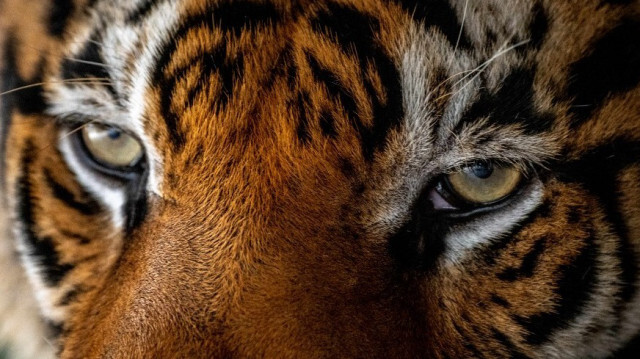Un tigre, aperçu dans le parc Chang Siam à Pattaya, Thaïlande, le 12 février 2020.