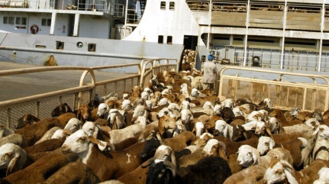 Un navire décharge des moutons importés du Soudan au port islamique de Djeddah, le 16 janvier 2005 dans la ville portuaire de la mer Rouge de Djeddah.