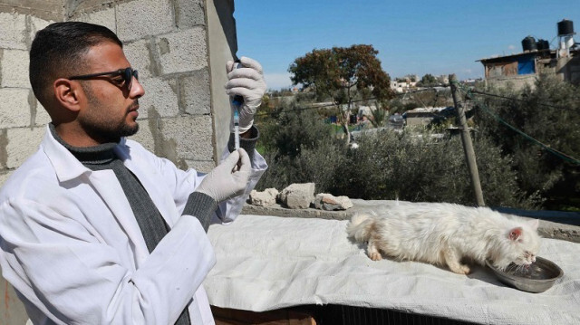 Un vétérinaire palestinien, Ayed Abu Nejem, examine un chat à Rafah, dans le sud de la bande de Gaza, le 31 janvier 2024.