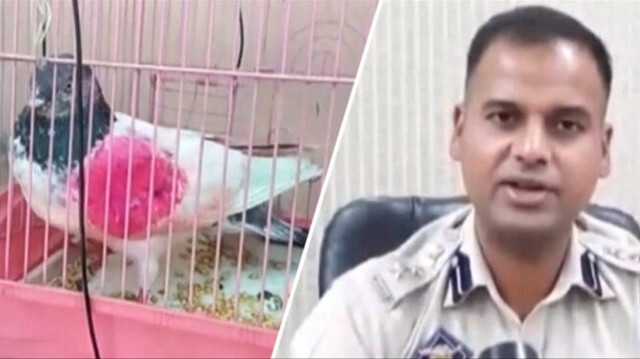 En 2016 à la frontière entre l'Inde et le Pakistan, un pigeon a été mis en état d'arrestation et placé en détention par l'Inde pour espionnage. 