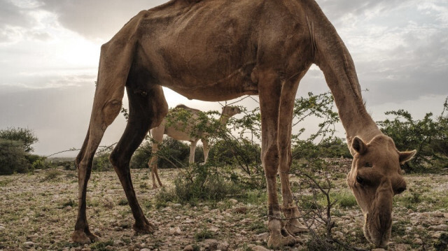 Des chameaux, appartenant au troupeau d'Ali Abdi Elmi, se nourrissent en périphérie de la ville de Hargeisa le 18 septembre 2021.