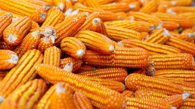En raison d'une sécheresse prolongée mettant en péril la sécurité alimentaire nationale, la Zambie a pris des mesures interdisant l'exportation de maïs et de farine de maïs.