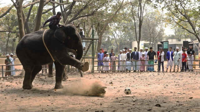 Dans cette photographie prise le 24 février 2020, un cornac monte un éléphant lors d'un match de football au zoo de Dhaka, au Bangladesh. 