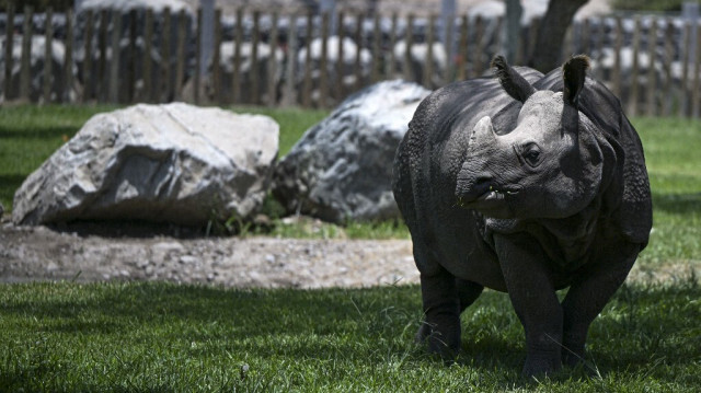 Une femelle rhinocéros d'Inde, est vue au Pérou au zoo Parque de las Leyendas à Lima, le 14 février 2024. 